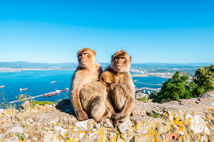 Apes den (monkey stop)