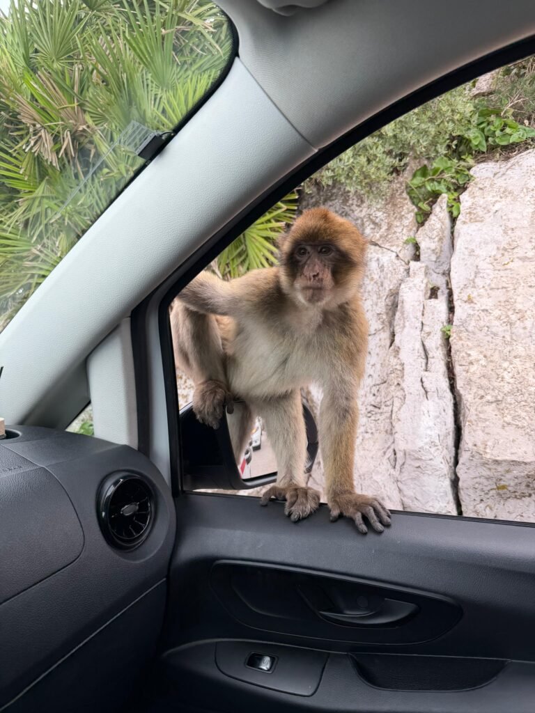 Gibraltar Tours FAQ – Barbary macaque monkeys Gibraltar