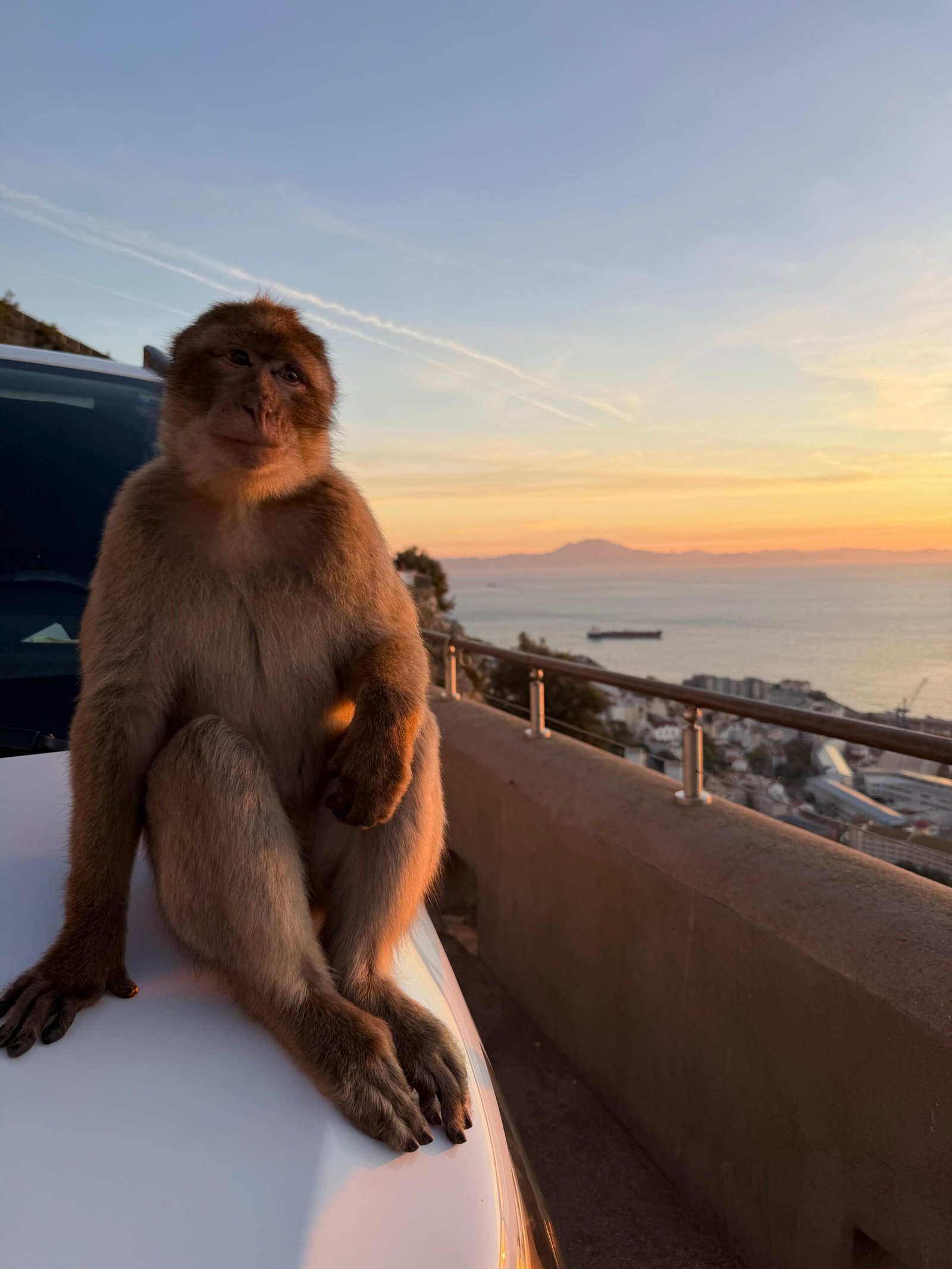 Gibraltar monkeys Barbary macaques Upper Rock Nature Reserve