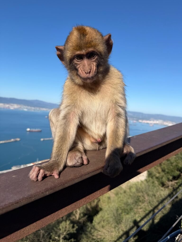 Gibraltar monkeys Barbary macaques