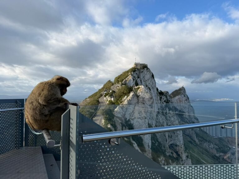 Barbary macaque monkey at the Skywalk Gibraltar viewpoint on the Rock of Gibraltar