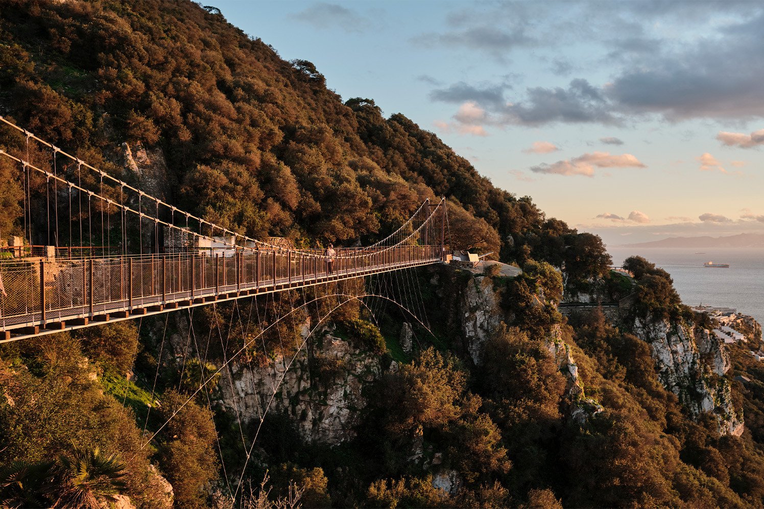 Gibraltar Monkey Windsor Bridge Upper Rock