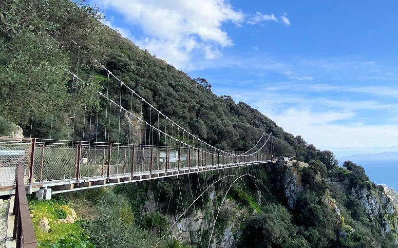 Wild Barbary Macaques Windsor Bridge Gibraltar