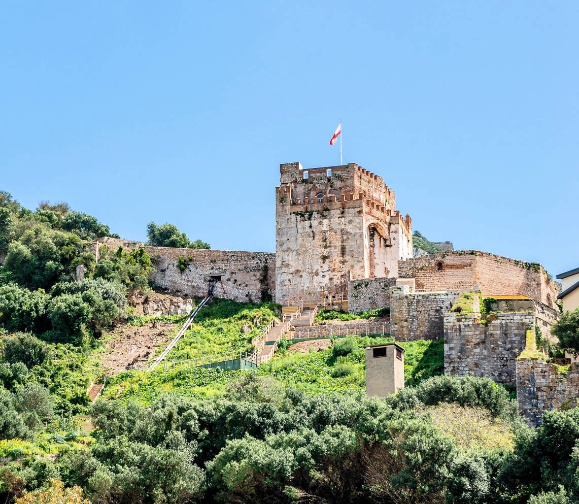 Wild Barbary Macaque Upper Rock Gibraltar